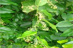 Tiliacora acuminata